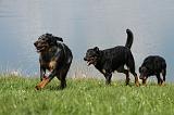 BEAUCERON 621